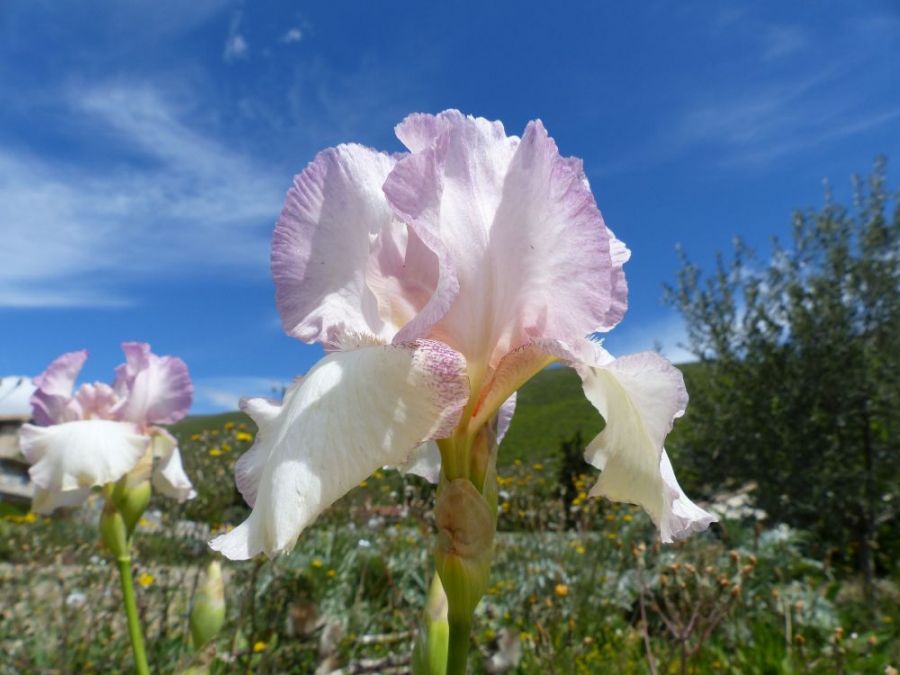 Iris in flower in Buis les Baronnies ©trekkinginthealpsandprovence.com