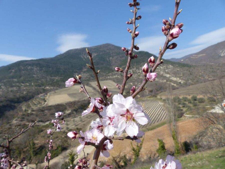 Almond blossom...the first sign of spring ©trekkinginthealpsandprovence.com
