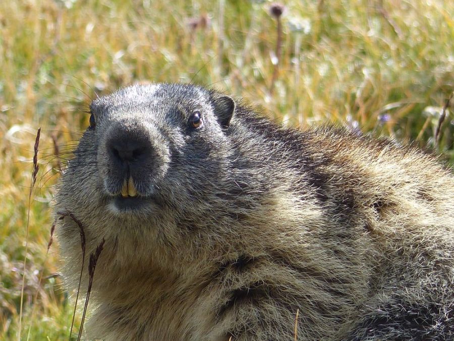 A marmot up close ©trekkinginthealpsandprovence.com